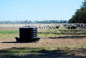 Dipstik showing the molasses level on a sheep property in southern Queensland.